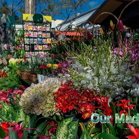 Ourmadeira - Belleveva Villa